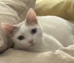Lost Female Cat last seen Cherokee lakes neighborhood off of Ball Park Rd. In Lexington SC. , Lexington, SC 29072