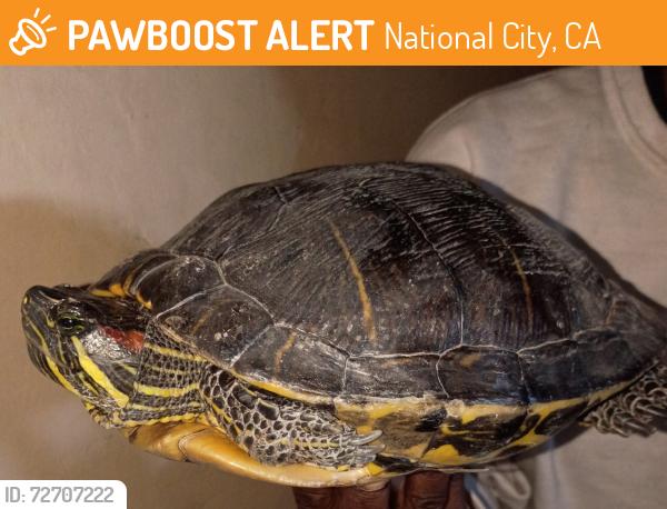 Found/Stray Unknown Reptile last seen 16th , National City, CA 91950
