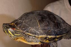 Found/Stray Unknown Reptile last seen 16th , National City, CA 91950