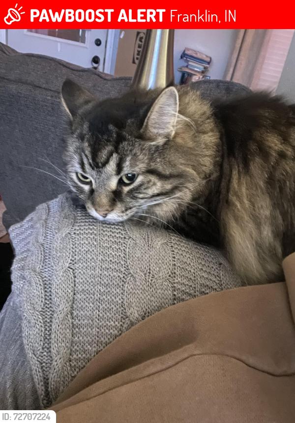 Lost Male Cat last seen Bridlewood Dr and Colonial Way, Franklin, IN 46131