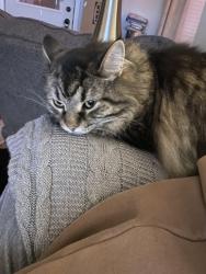 Lost Male Cat last seen Bridlewood Dr and Colonial Way, Franklin, IN 46131
