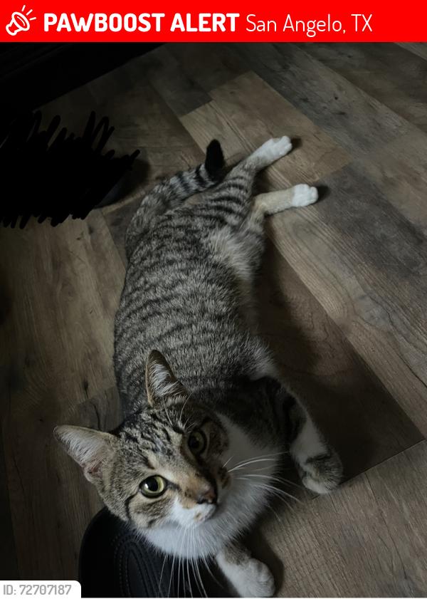 Lost Male Cat last seen Robin Hood trail, San Angelo, TX 76901