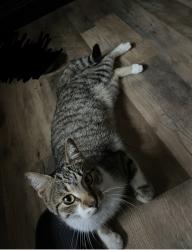 Lost Male Cat last seen Robin Hood trail, San Angelo, TX 76901