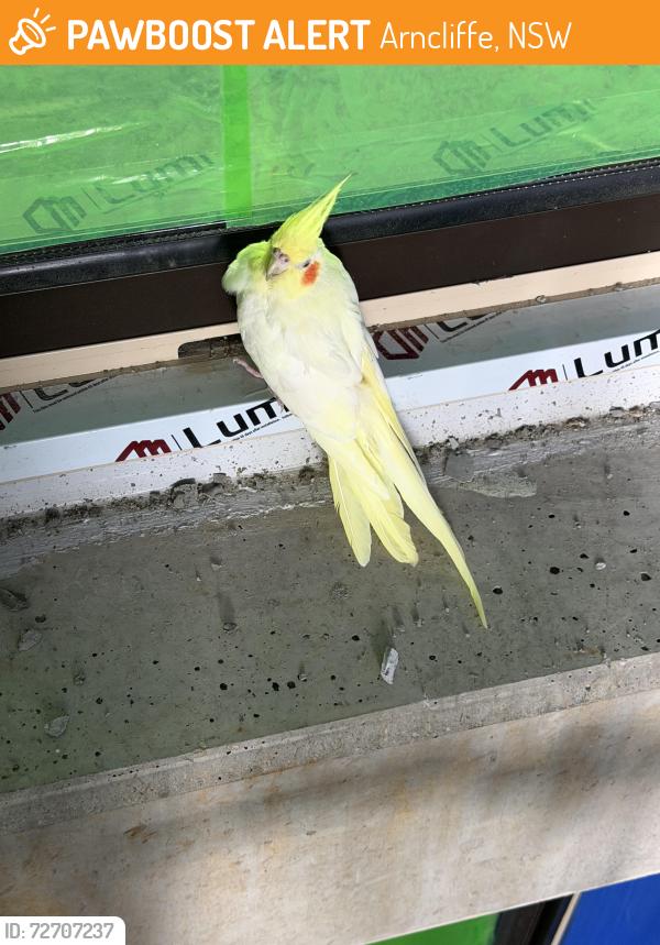 Found/Stray Unknown Bird last seen Eden street , Arncliffe, NSW 2205