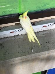 Found/Stray Unknown Bird last seen Eden street , Arncliffe, NSW 2205