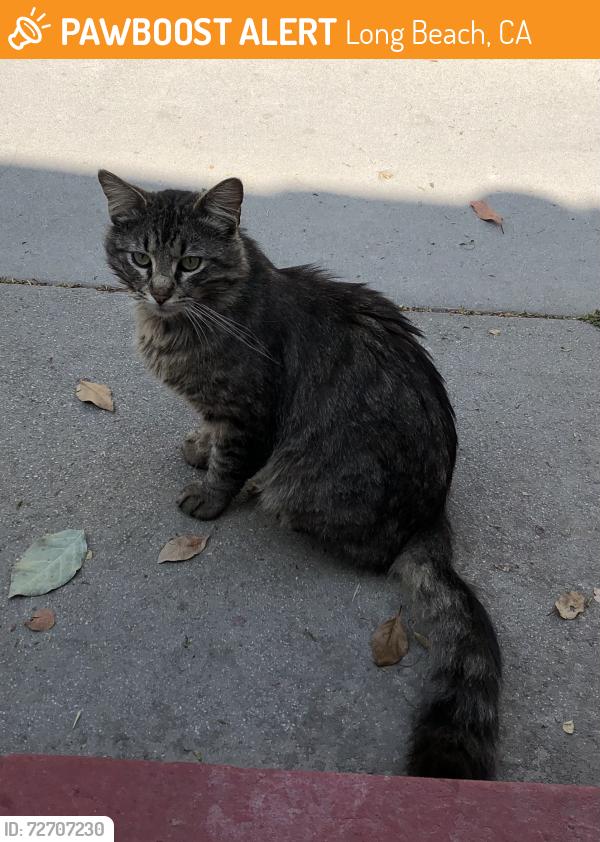 Found/Stray Unknown Cat last seen on Gaviota near PCH, Long Beach, CA 90813