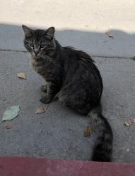 Found/Stray Unknown Cat last seen on Gaviota near PCH, Long Beach, CA 90813