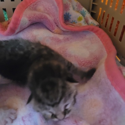Shelter Stray Female Cat last seen Memphis, TN 38125, Bartlett, TN 38134