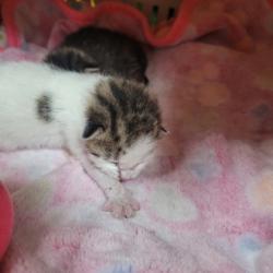 Shelter Stray Male Cat last seen Memphis, TN 38125, Bartlett, TN 38134