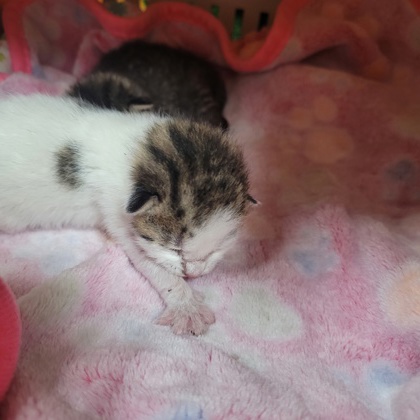 Shelter Stray Male Cat last seen Memphis, TN 38125, Bartlett, TN 38134