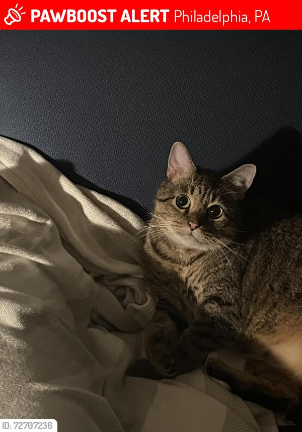 Lost Female Cat last seen N 13th St & Wyoming Ave , Philadelphia, PA 19140