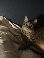 Lost Female Cat last seen N 13th St & Wyoming Ave , Philadelphia, PA 19140