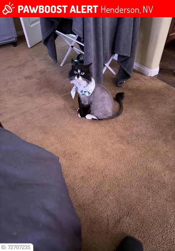 Lost Male Cat last seen Tuscany Henderson Nevada 89011 , Henderson, NV 89011