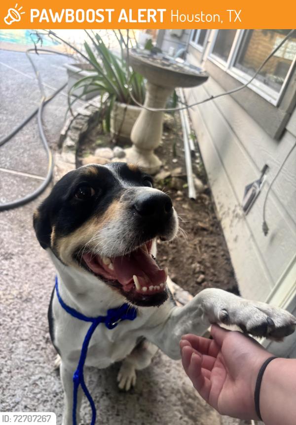 Found/Stray Female Dog last seen Ladera, Houston, TX 77082