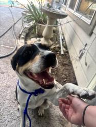 Found/Stray Female Dog last seen Ladera, Houston, TX 77082