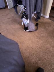 Lost Male Cat last seen Tuscany Henderson Nevada 89011 , Henderson, NV 89011