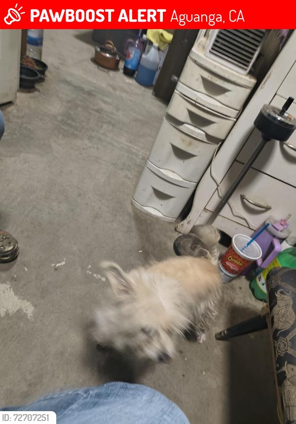 Lost Female Dog last seen 371foolish pleaser rd, Aguanga, CA 92536