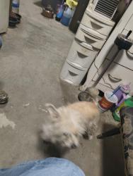 Lost Female Dog last seen 371foolish pleaser rd, Aguanga, CA 92536
