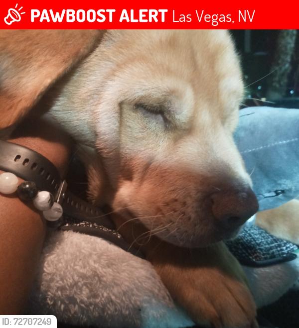 Lost Male Dog last seen Boulder hwy, Las Vegas, NV 89101