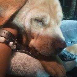 Lost Male Dog last seen Boulder hwy, Las Vegas, NV 89101