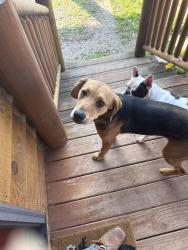 Found/Stray Male Dog last seen Rich rd Conley Rd , Burke County, NC 28655