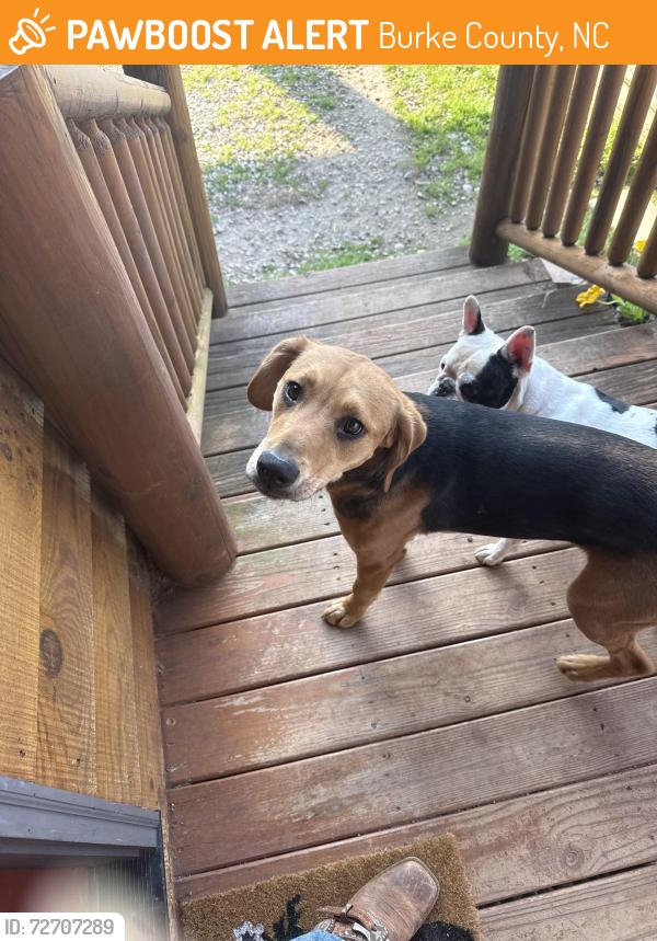 Found/Stray Male Dog last seen Rich rd Conley Rd , Burke County, NC 28655