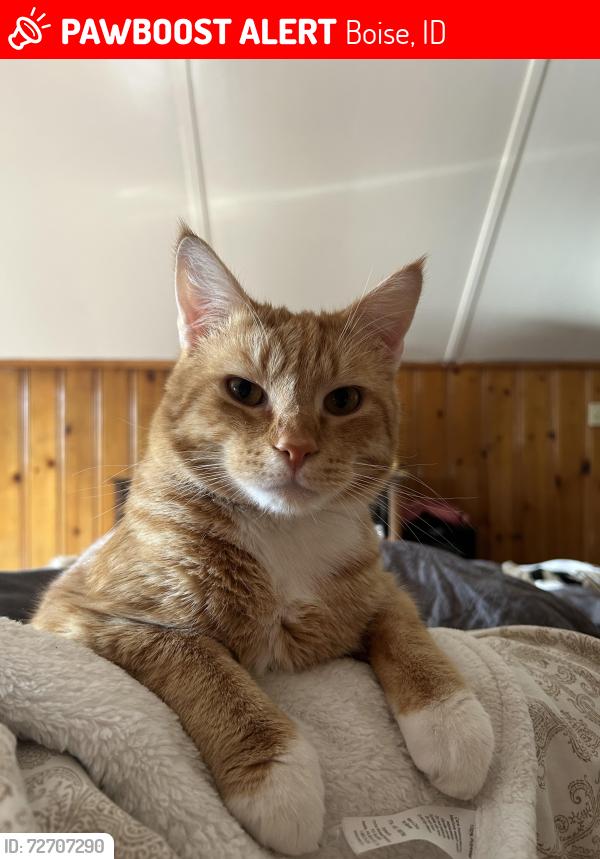 Lost Male Cat last seen Barbados, Boise, ID 83706