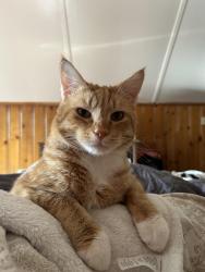 Lost Male Cat last seen Barbados, Boise, ID 83706