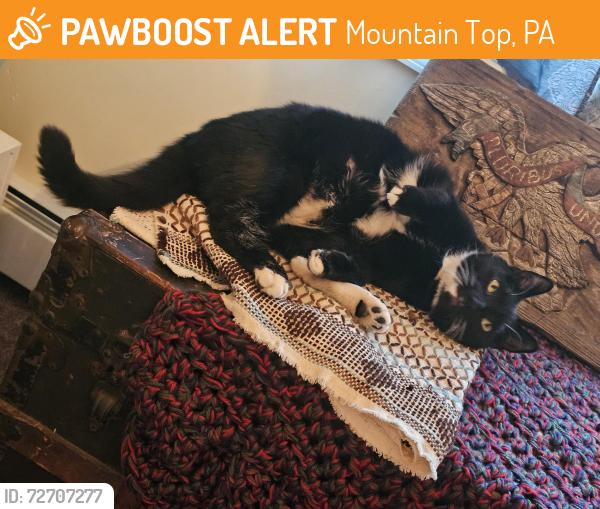 Found/Stray Male Cat last seen Northeastern eye institute Mountain top, Mountain Top, PA 18707