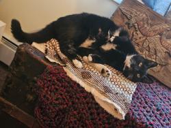 Found/Stray Male Cat last seen Northeastern eye institute Mountain top, Mountain Top, PA 18707