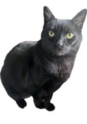 Lost Male Cat last seen Mountain View Corridor & 4100 S , West Valley City, UT 84118