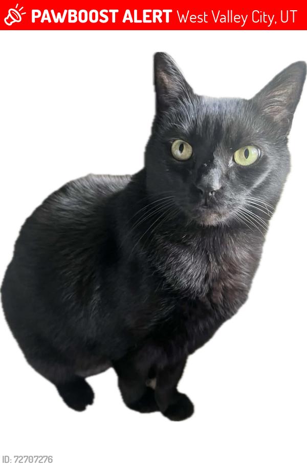 Lost Male Cat last seen Mountain View Corridor & 4100 S , West Valley City, UT 84118