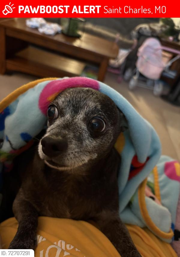 Lost Male Dog last seen Caulks hill, Saint Charles, MO 63303