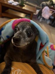 Lost Male Dog last seen Caulks hill, Saint Charles, MO 63303