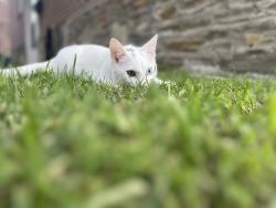 Lost Male Cat last seen Near Glenview st, Philadelphia, PA 19149