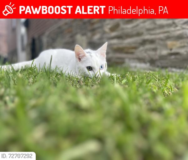 Lost Male Cat last seen Near Glenview st, Philadelphia, PA 19149