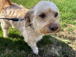 Found/Stray Male Dog last seen Between 7th and 8th on McDonald Rd, Spokane Valley, WA 99216