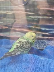 Found/Stray Unknown Bird last seen Quebec and Evans/Iliff, Denver, CO 80231