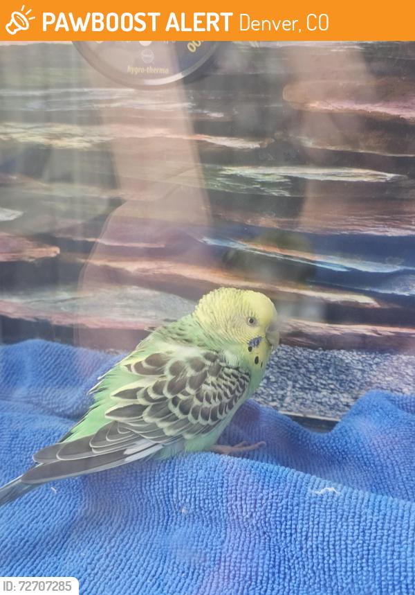 Found/Stray Unknown Bird last seen Quebec and Evans/Iliff, Denver, CO 80231