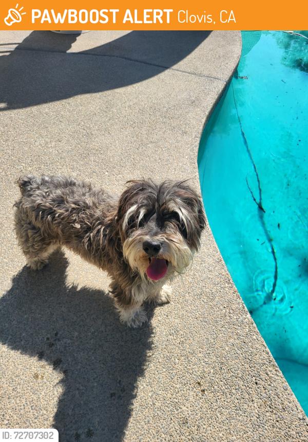 Found/Stray Male Dog last seen Shaw and Sunnyside , Clovis, CA 93612