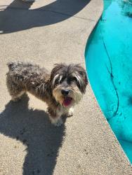 Found/Stray Male Dog last seen Shaw and Sunnyside , Clovis, CA 93612