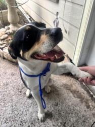 Found/Stray Female Dog last seen Hwy 6 / Alief Clodine Rd, Houston, TX 77083