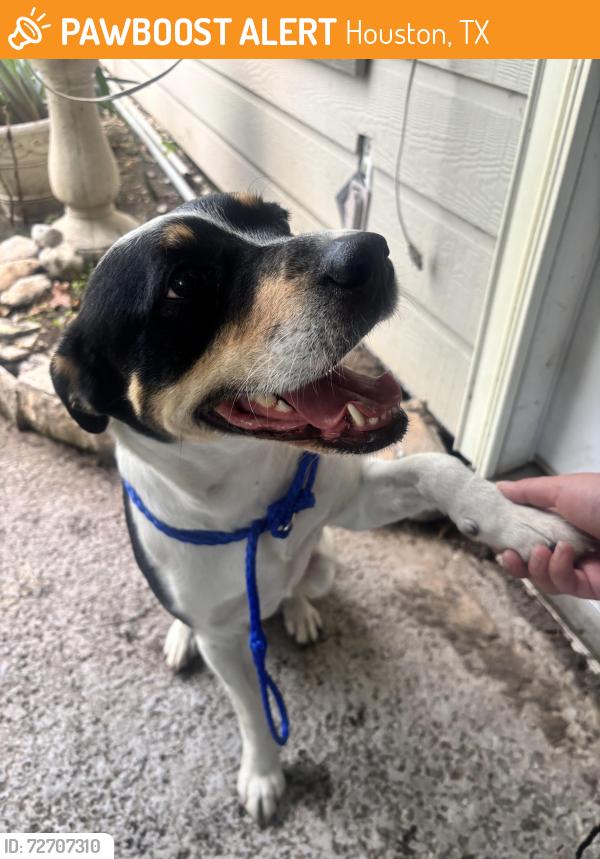Found/Stray Female Dog last seen Hwy 6 / Alief Clodine Rd, Houston, TX 77083