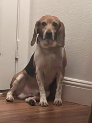 Lost Male Dog last seen Warm springs, Las Vegas, NV 89148