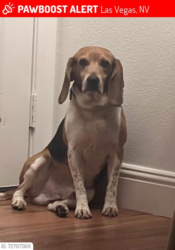 Lost Male Dog last seen Warm springs, Las Vegas, NV 89148