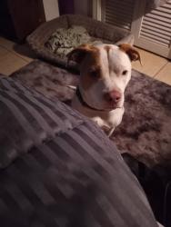 Lost Male Dog last seen Kings Ave and John Moore, Brandon, FL 33511