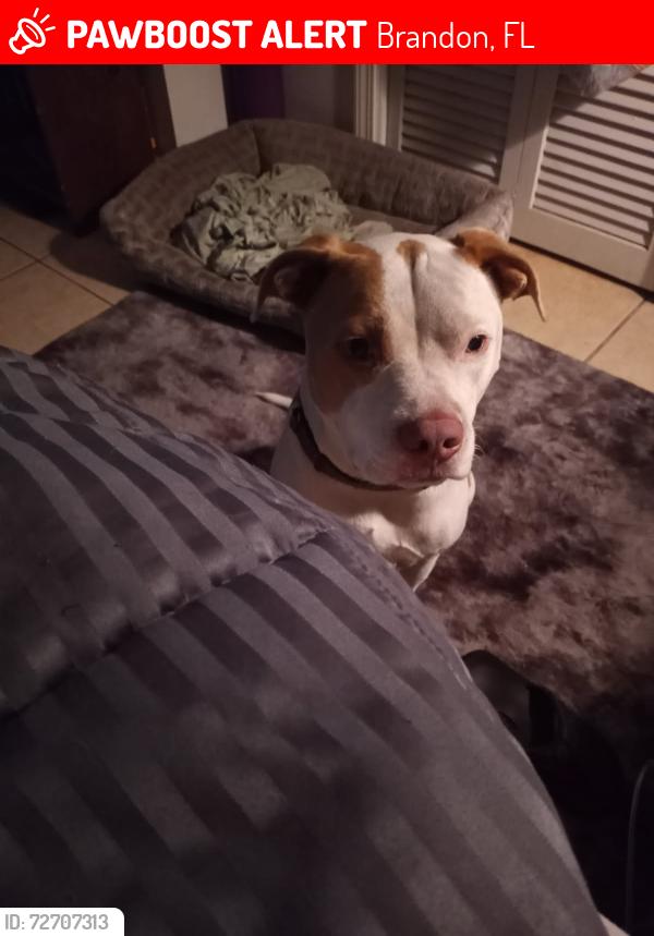Lost Male Dog last seen Kings Ave and John Moore, Brandon, FL 33511
