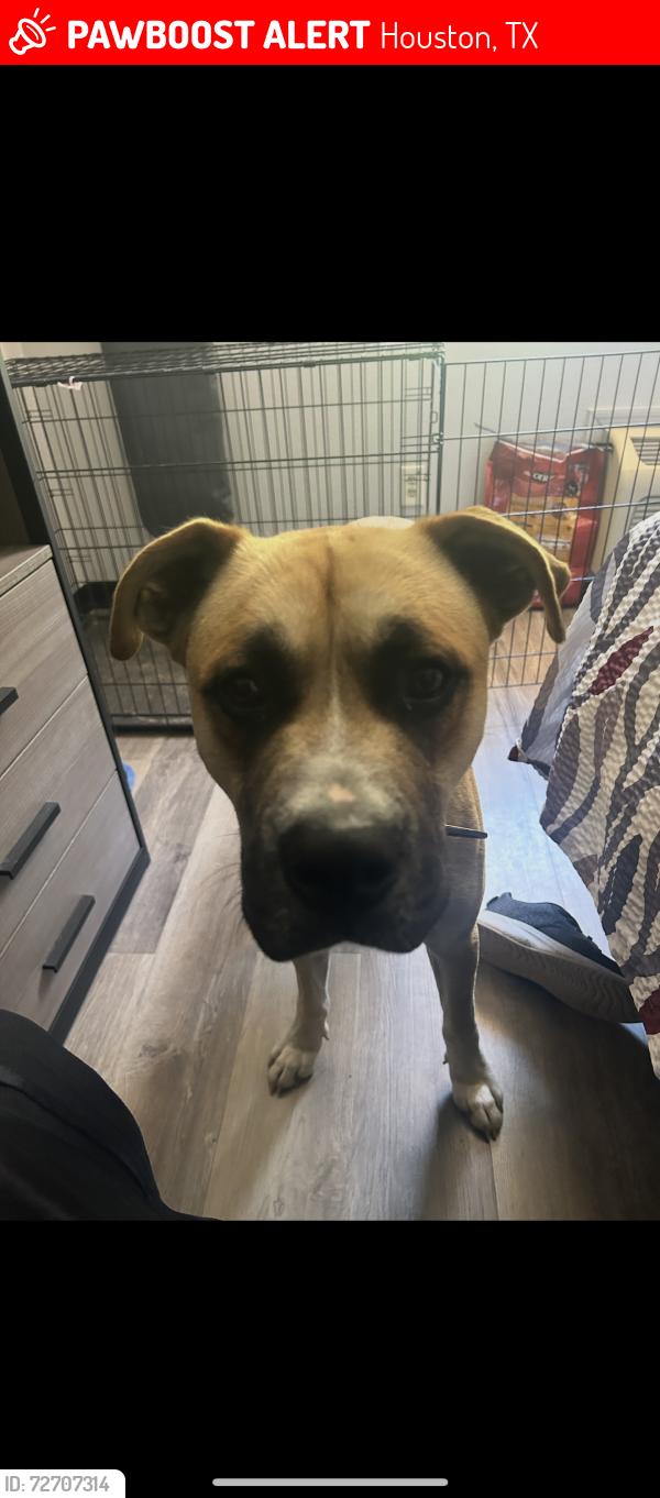 Lost Male Dog last seen Airline dr, Houston, TX 77037