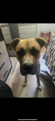 Lost Male Dog last seen Airline dr, Houston, TX 77037