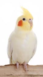 Lost Female Bird last seen Spring Garden, Palmyra, NJ 08065
